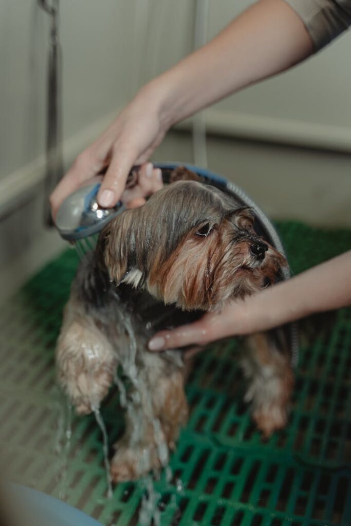 Grooming professionale per cani a Rende