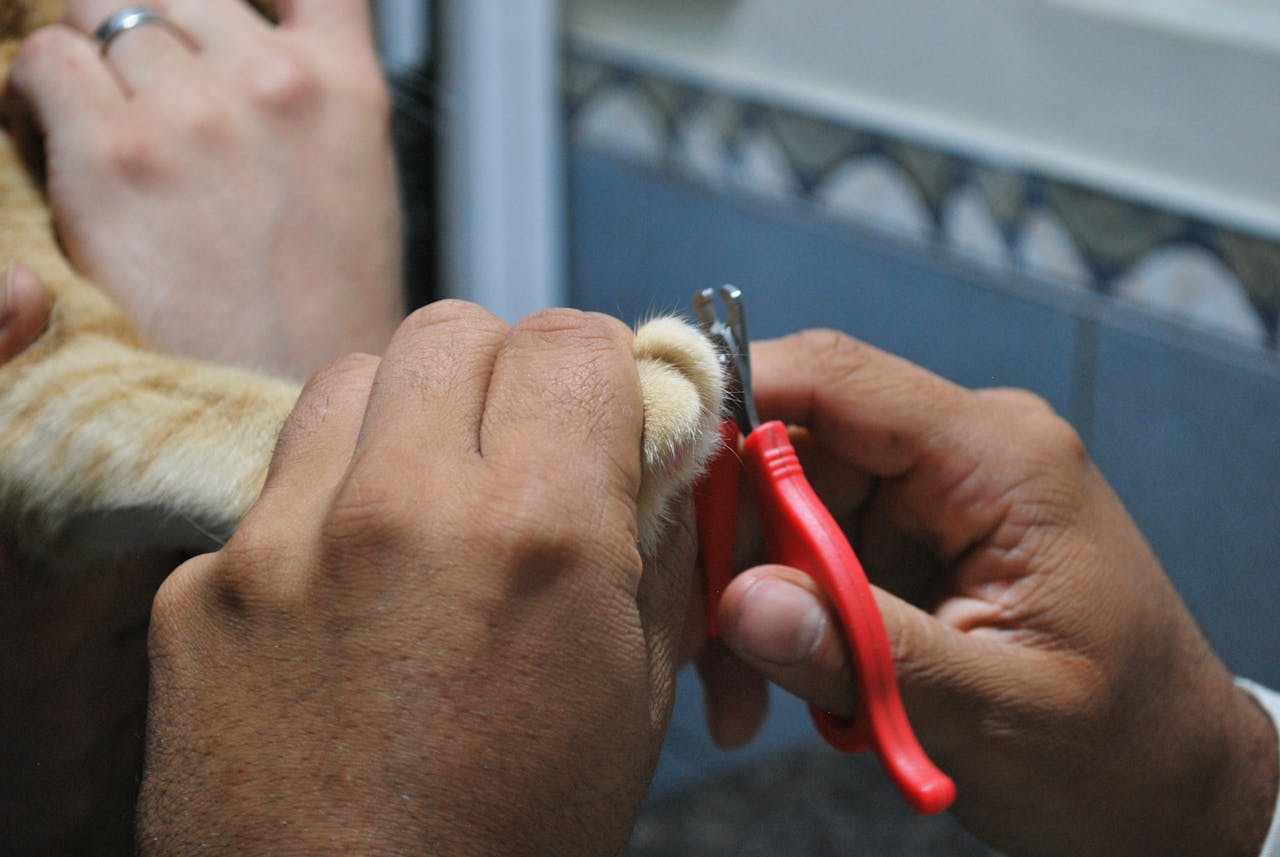 Close-up of a veterinarian clipping a cat's nails during grooming.